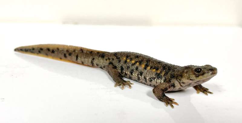 Mutant newts can regenerate previously defective limbs
