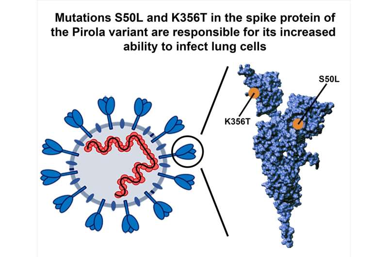 Mutations in the spike-protein of the Pirola variant of SARS-CoV-2 augment infection of lung cells