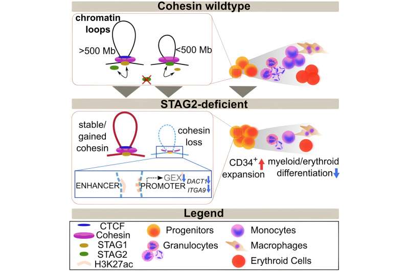 Mutations in the STAG2 protein and the associated spatial alteration of DNA structure can cause leukemia