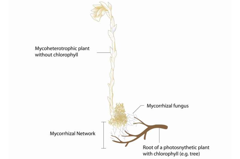 Mycoheterotrophic plants as a key to the ‘Wood Wide Web’