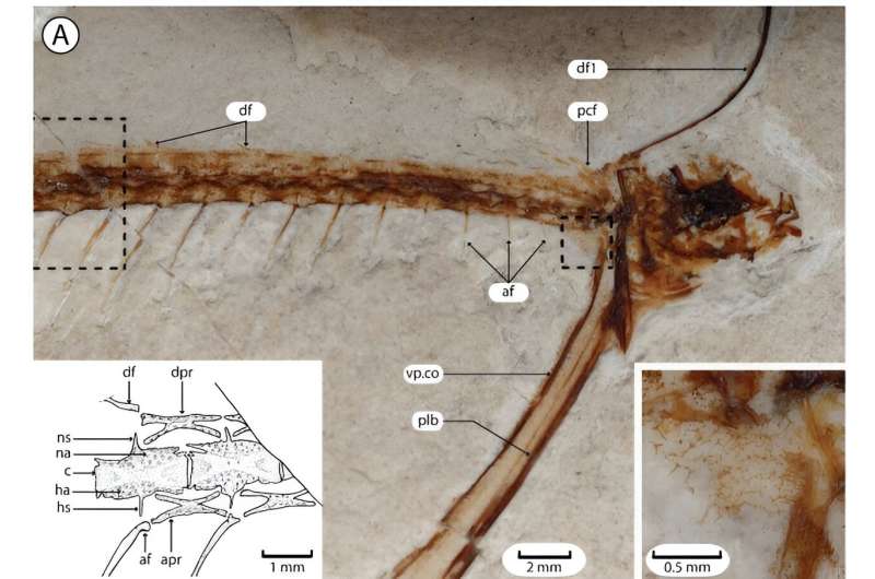 Mysterious 50-million-year-old fish to get a new genus