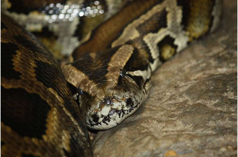 Mysterious python parasite threatens Florida’s native snakes, pushing toward their ‘extreme decline’