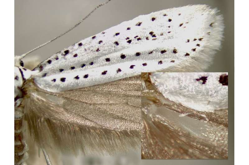 Mystery of moths' warning sound production explained in new study