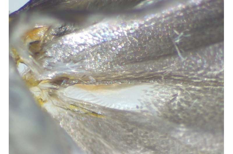 Mystery of moths' warning sound production explained in new study