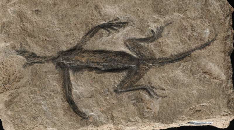 Mystery solved: the oldest fossil reptile from the alps is an historical forgery