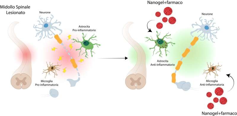 Nanomedicine paves the way for new treatments for spinal cord injury