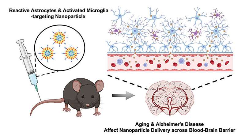 Het transport van nanodeeltjes door de bloed-hersenbarrière neemt toe met de ziekte van Alzheimer en de leeftijd, zo blijkt uit onderzoek