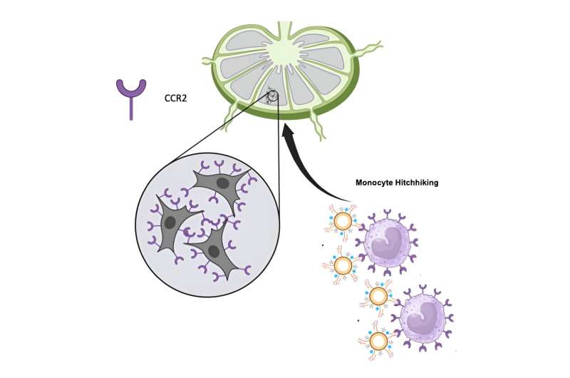Nanodeeltjes 'liften' op immuuncellen om kankeruitzaaiingen vroegtijdig op te sporen