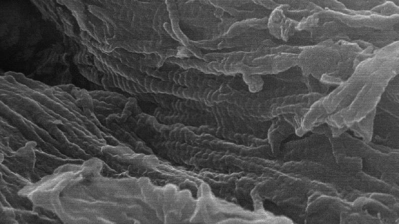 Nanoscopic imaging aids in understanding protein, tissue preservation in ancient bones