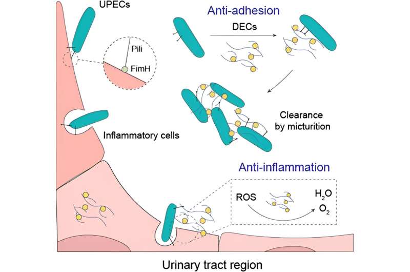 Nanozyme-enabled nanodecoys: A breakthrough strategy for fighting urinary tract infections