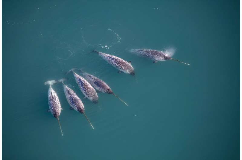 Narwhals are technically a toothed whale but they only have one tooth -- a tusk that can be as long as three metres