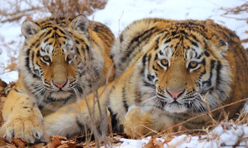 NASA is helping protect tigers, jaguars, and elephants—here's how