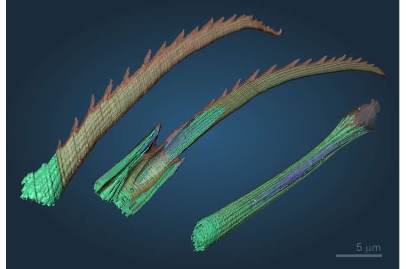Nature's 3D printer: bristle worms form bristles piece by piece