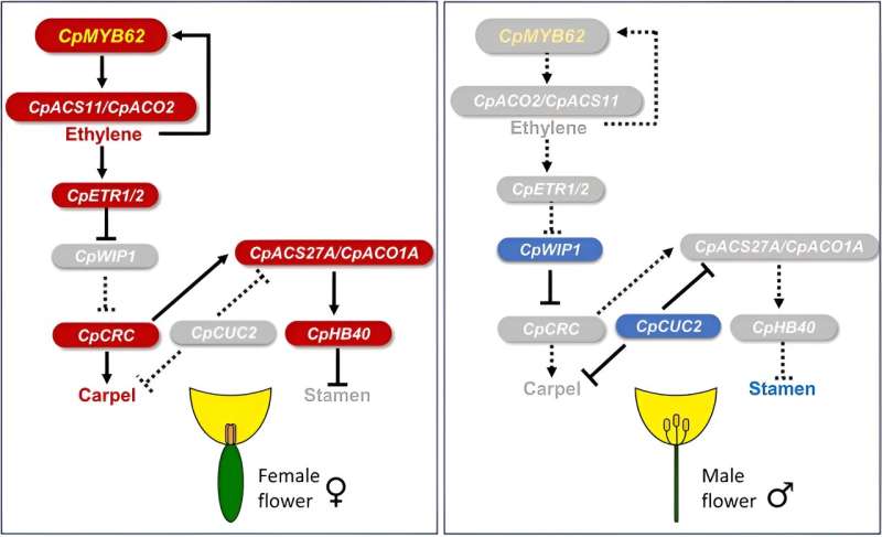 Nature's gender reveal: key gene controls female flowers in Cucurbita pepo