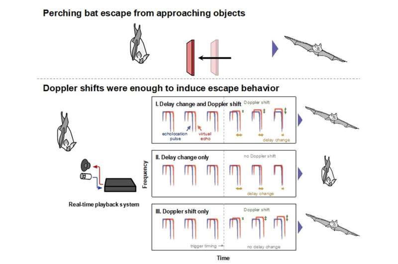 Nature's sonar: Scientists reveal how Japanese horseshoe bats perceive moving objects