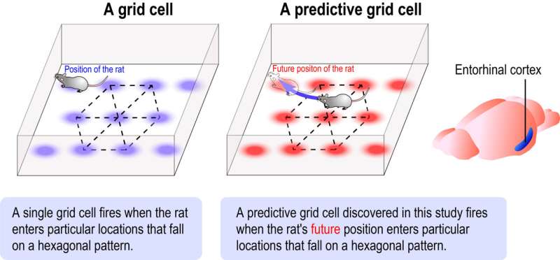 Navigating the future: brain cells that plan where to go