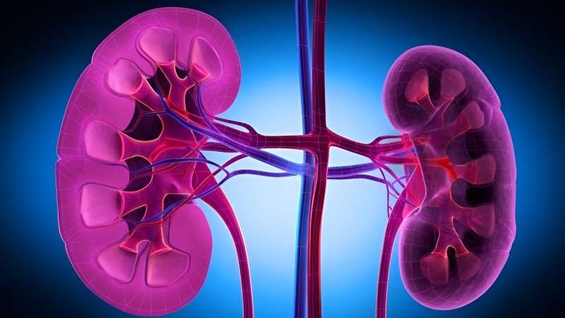 Negative link seen for oxidative balance score with chronic kidney disease
