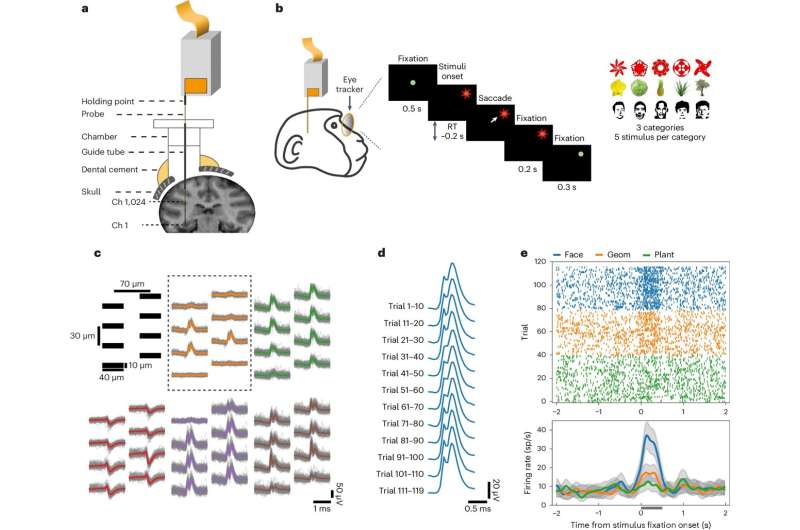 Neural probe achieves brain-wide neuronal activity recording in macaque brain