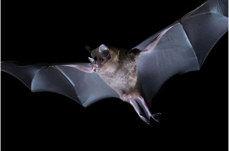 Neurobiology: Examining how bats distinguish different sounds