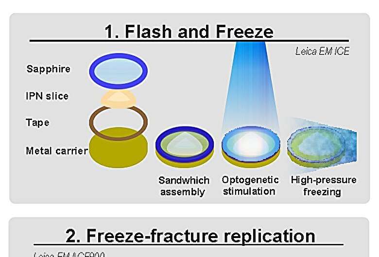 Neuronal insights: flash and freeze-fracture