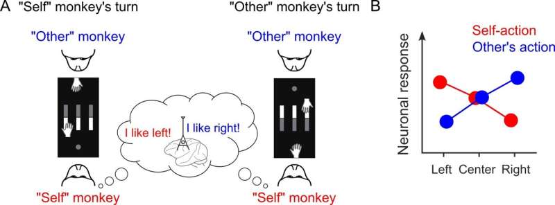 Neurons in the frontal cortex help macaque monkeys decode social interactions