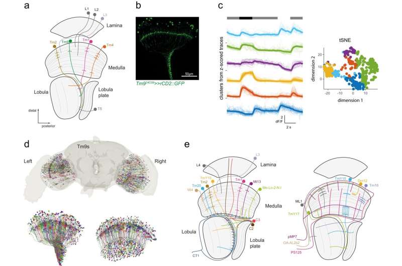 Les neurones du système visuel des mouches présentent un câblage étonnamment hétérogène