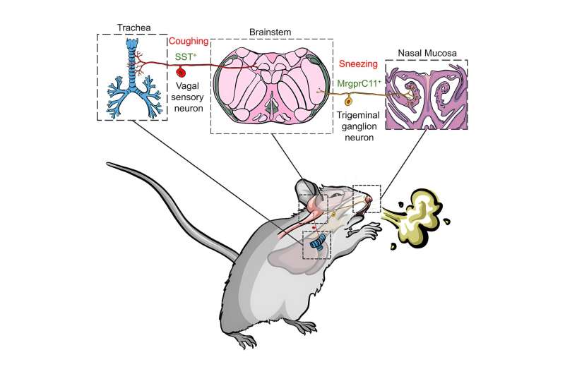 Neurons responsible for triggering sneezes and coughs in mice identified