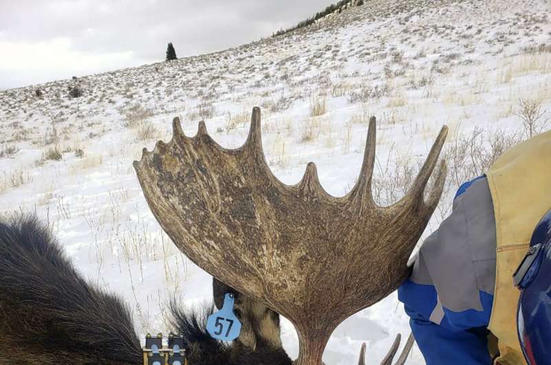 Nevada's first big-game moose hunt will be tiny as unusual southern expansion defies climate change