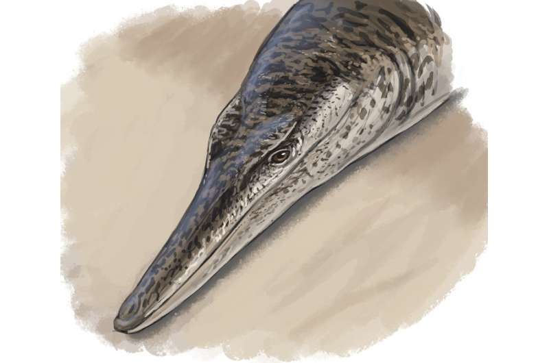 135-million-year-old marine crocodile sheds mild on Cretaceous lifestyles