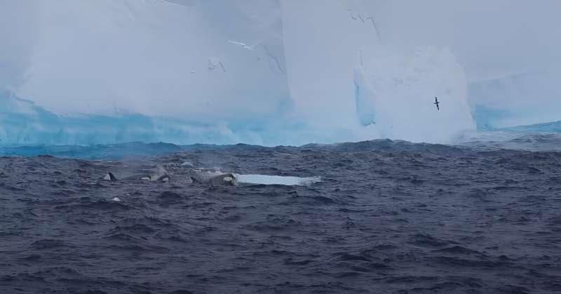 New animation shows track of giant A23a iceberg