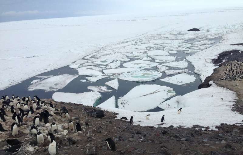 New Antarctic research shows that Adélie penguins must balance the benefits and costs of riding on sea ice during their long-distance migration