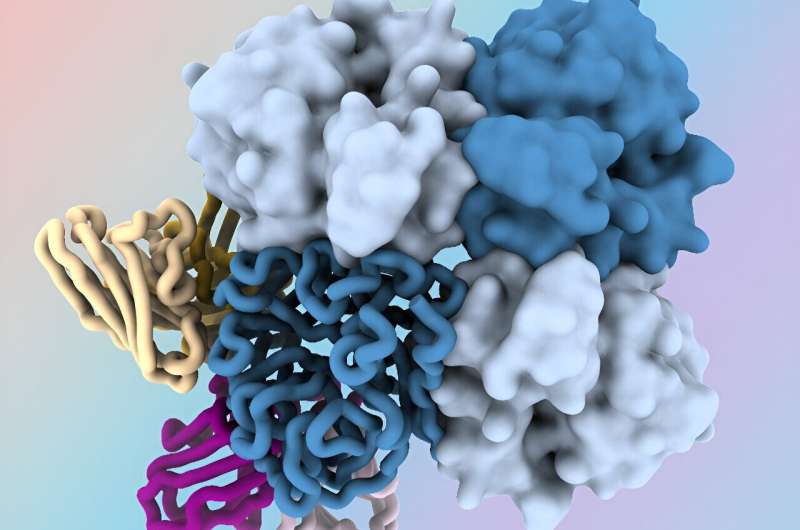 New antibodies target "dark side" of influenza virus protein