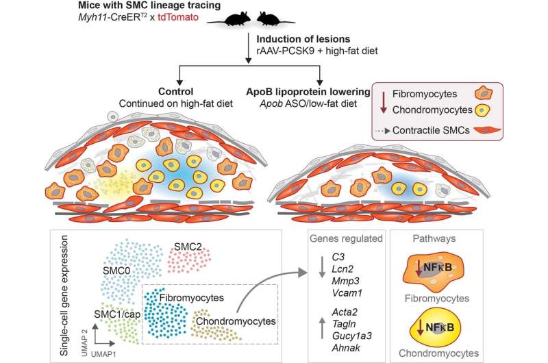 New approach to the design of therapies that enhance the effect of cholesterol-lowering drugs