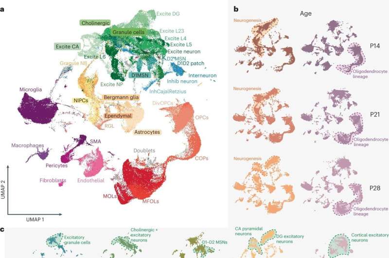 New atlas of mRNA variants captures inner workings of the brain