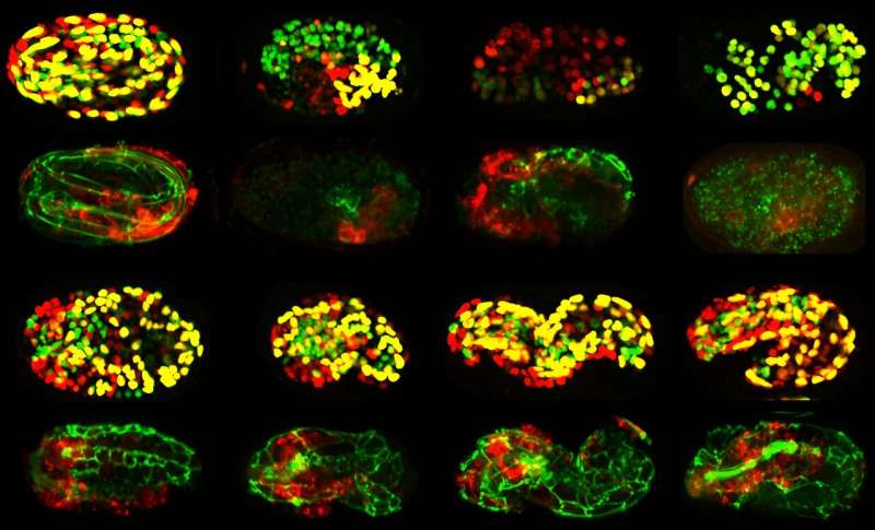 New 'atlas' provides unprecedented insights on how genes function in early embryo development