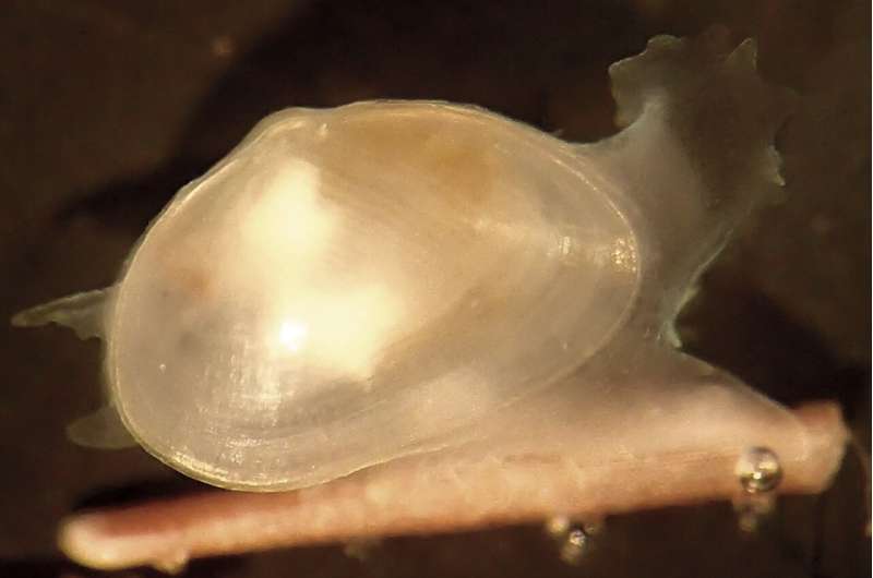 New clam species discovered in South Africa's kelp forest