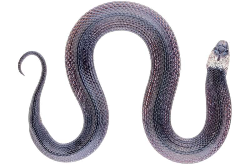 New coffee snake species discovered in Ecuador's cloud forests