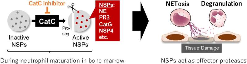 New compound shows great potential for patients with neutrophil-associated inflammation