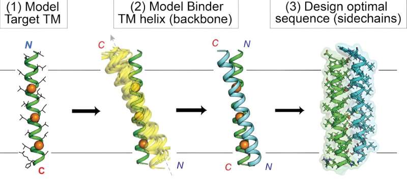 New computational strategy boosts the ability of drug designers to target proteins inside the membrane