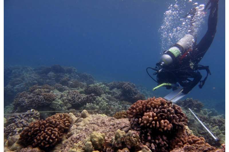 New coral disease forecasting system led by University of Hawai'i team