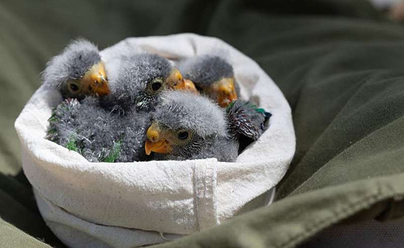 New data confirms swift parrot population fears