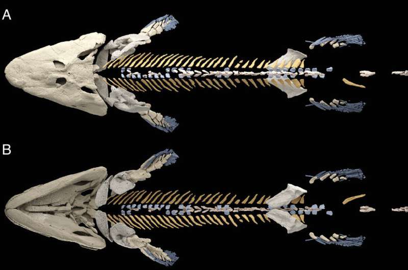 New data from fossil shows changes in axial skeleton that foreshadow the evolution of walking