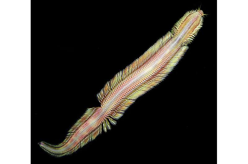 New deep-sea worm discovered at methane seep off Costa Rica