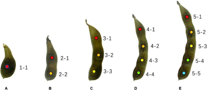 New DEKR-SPrior model revolutionizes high-throughput phenotyping of soybean pods and seeds