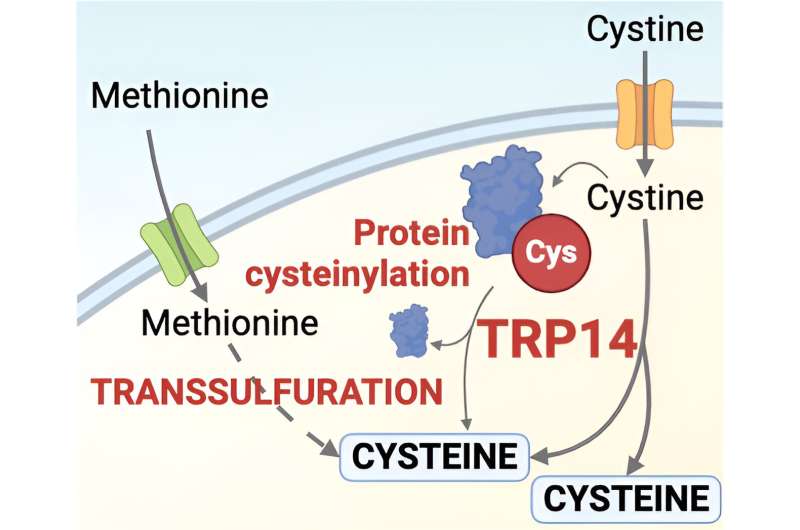New discovery reveals TRP14 is a crucial enzyme for cysteine metabolism, disease resistance