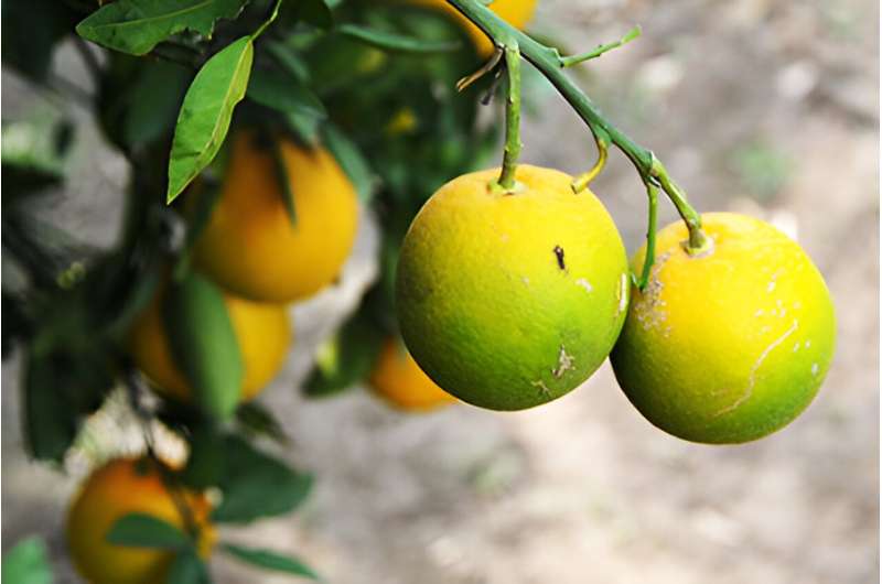 New discovery speeds scientists’ push for HLB-tolerant citrus