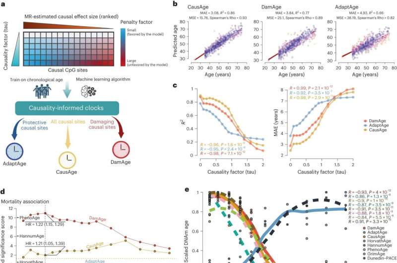 New epigenetic clocks reinvent how we measure age