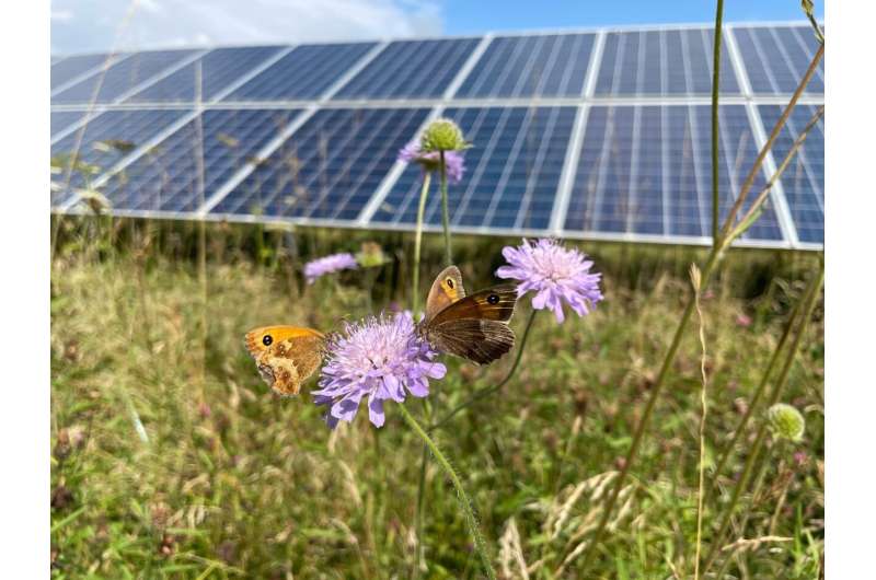 New evidence shows UK solar parks can provide for bees and butterflies