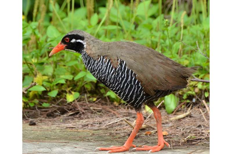 New feather mite species discovered from endangered Okinawa rail, a natural monument