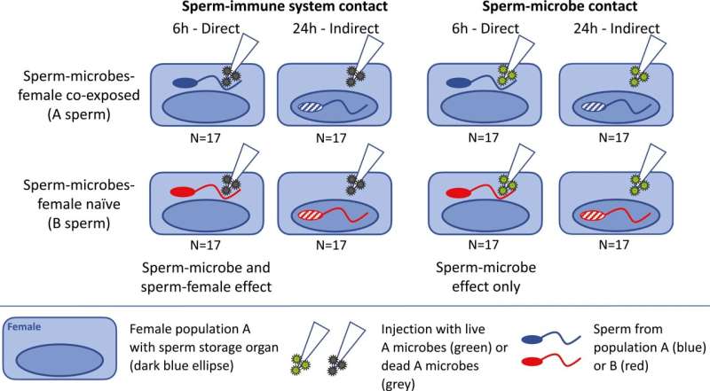 New findings on fertility: Sperm can adapt to sexually transmitted microbes